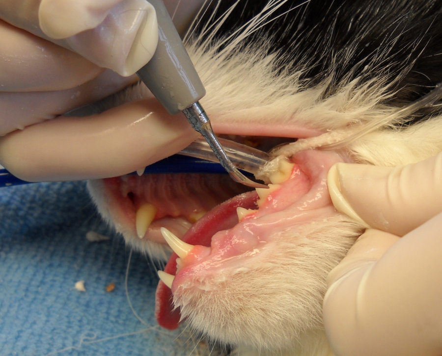 The ultrasonic scaler is being used to remove tartar from the cats teeth