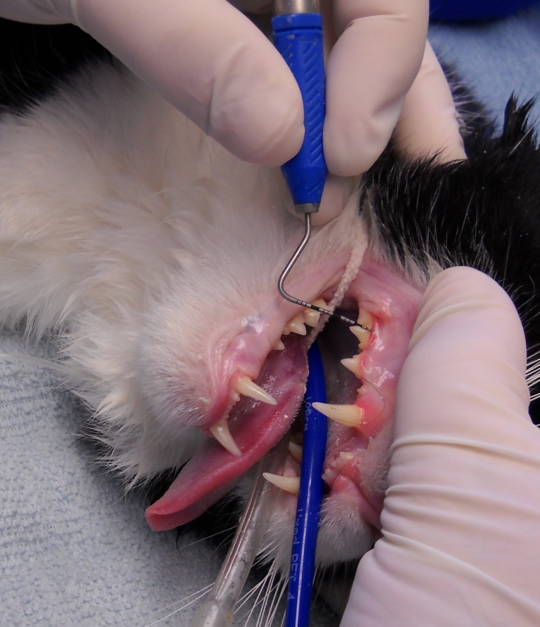A periodontal probe is being used to detect periodontal pockets in this cat