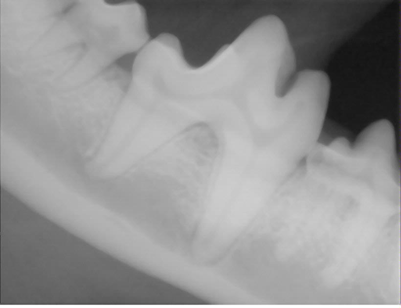 Here is an x-ray of a dogs lower jaw produced by our digital dental system.