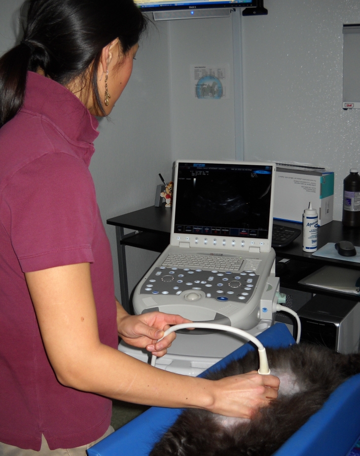 Dr Lindley performs an ultrasound exam on a cat