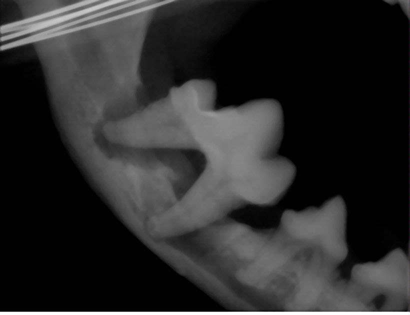 This is an x-ray of a dog with severe dental disease.