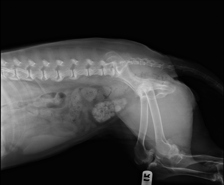 bladder stones in a dog