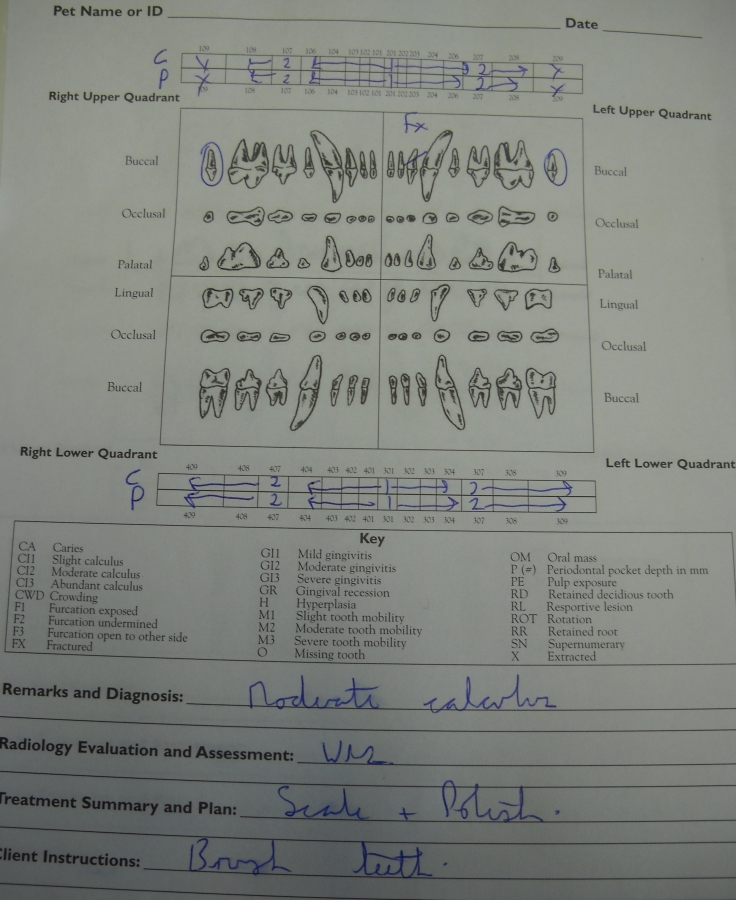 The dental chart is used to accurately record findings and treatments.