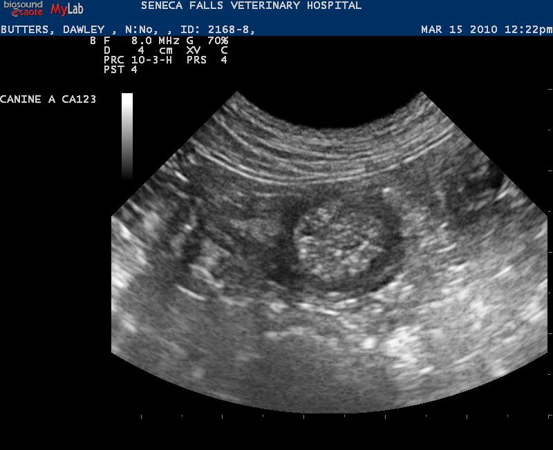 Intestinal foreign body in a dog 