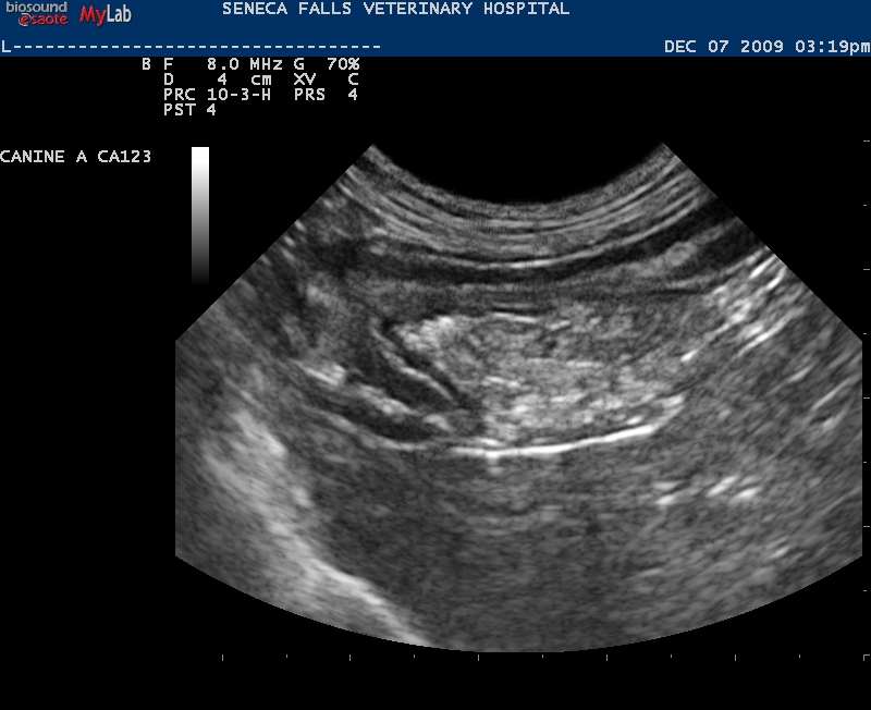 pancreatitis in a dog