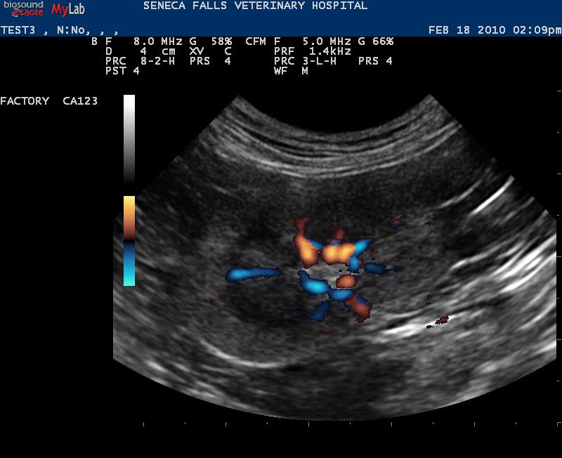 power doppler in a cat kidney