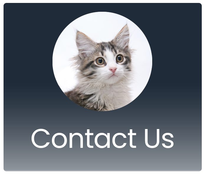 Contact Us Button