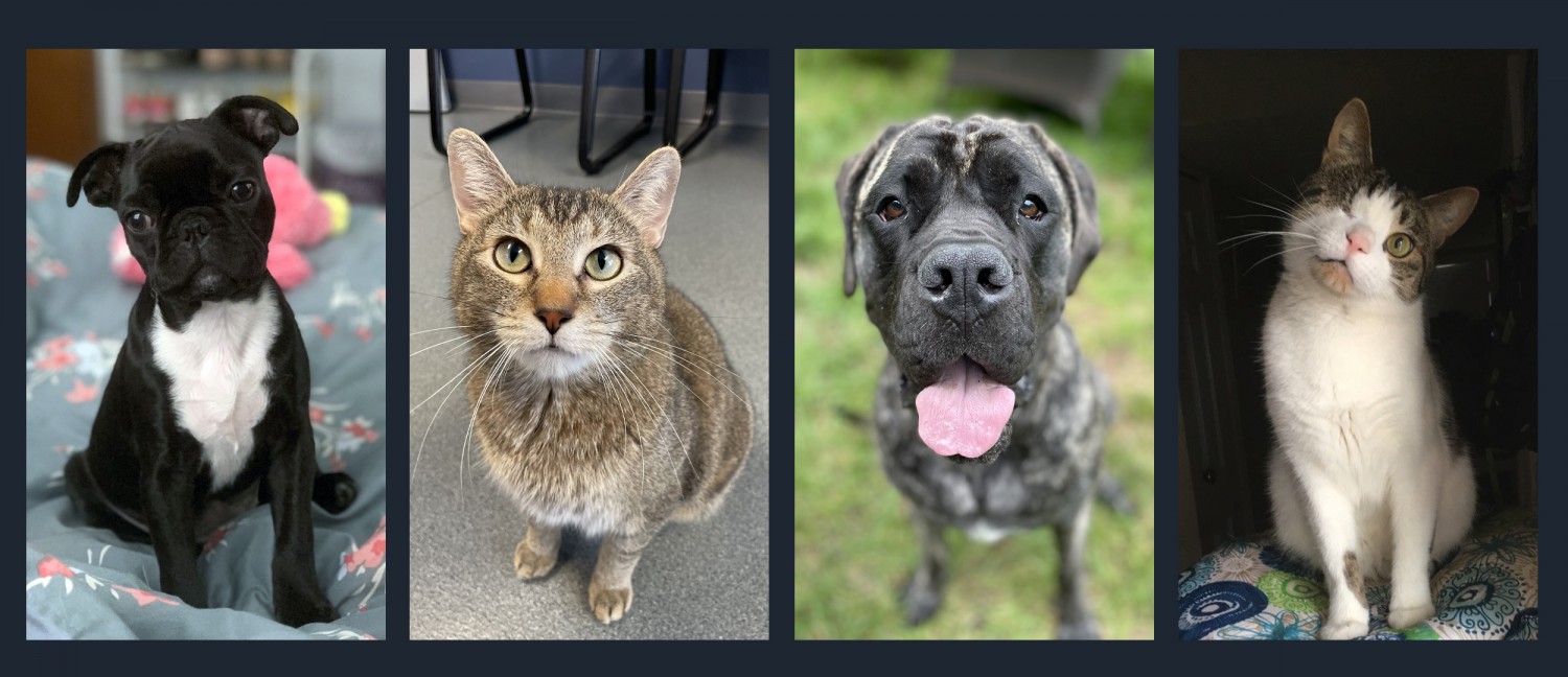 Animal Header - Some of our patients